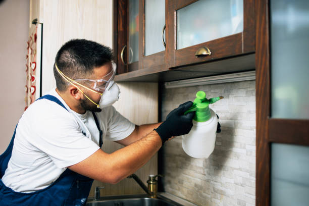 Best Flea Control Services  in Jefferson City, TN