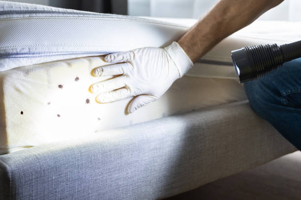 Best Pest Removal Services  in Jefferson City, TN